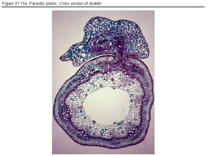 Figure 37. 15 a Parasitic plants: Cross section of dodder 