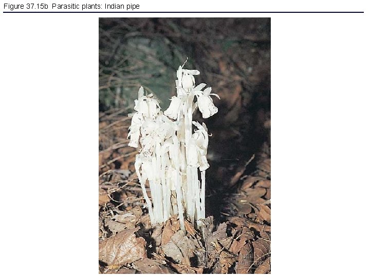 Figure 37. 15 b Parasitic plants: Indian pipe 