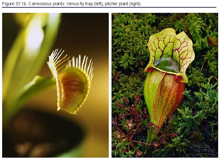 Figure 37. 16 Carnivorous plants: Venus fly trap (left), pitcher plant (right) 