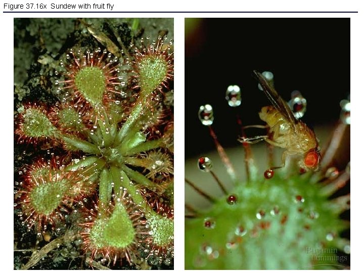 Figure 37. 16 x Sundew with fruit fly 
