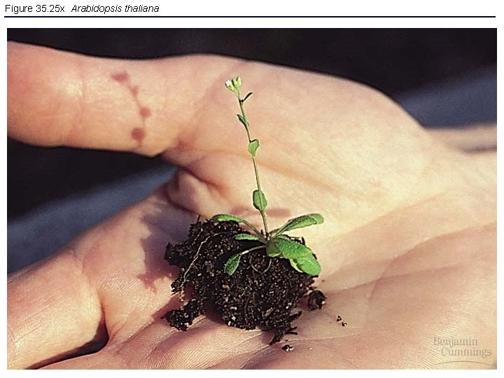 Figure 35. 25 x Arabidopsis thaliana 