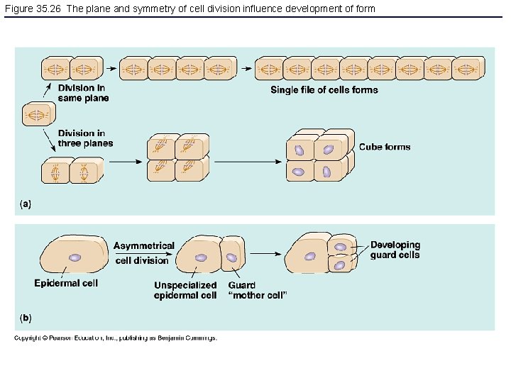 Figure 35. 26 The plane and symmetry of cell division influence development of form