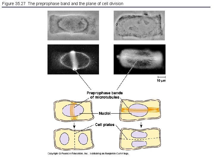 Figure 35. 27 The preprophase band the plane of cell division 