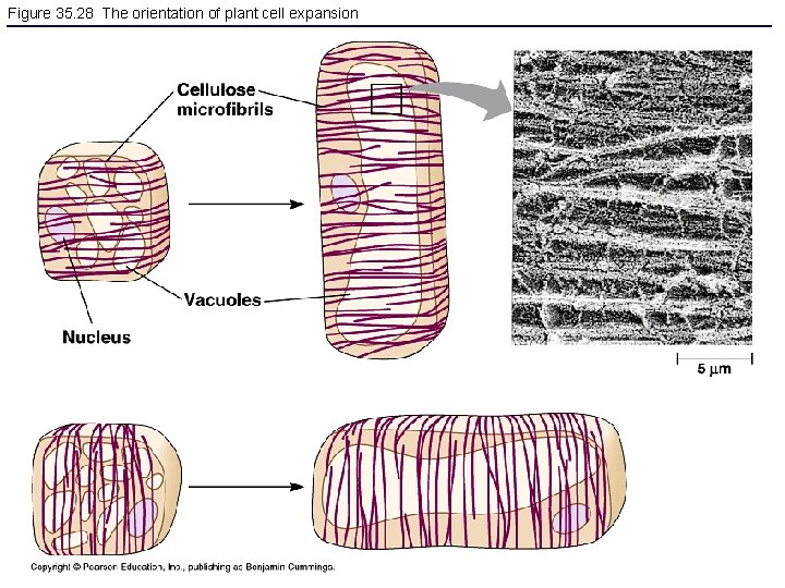 Figure 35. 28 The orientation of plant cell expansion 