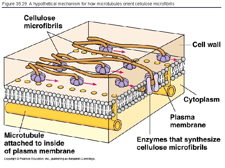 Figure 35. 29 A hypothetical mechanism for how microtubules orient cellulose microfibrils 