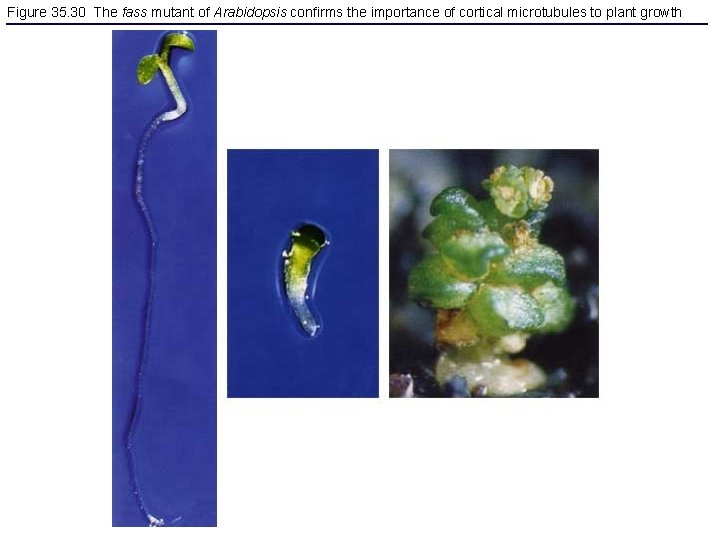 Figure 35. 30 The fass mutant of Arabidopsis confirms the importance of cortical microtubules