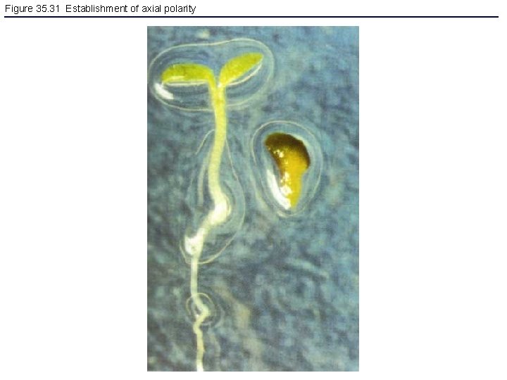 Figure 35. 31 Establishment of axial polarity 