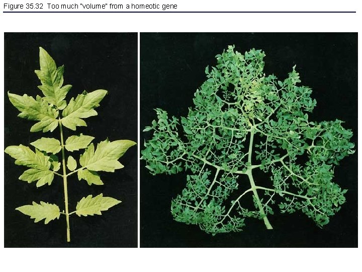 Figure 35. 32 Too much “volume” from a homeotic gene 
