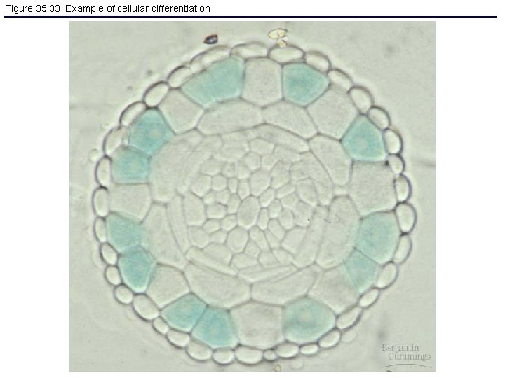 Figure 35. 33 Example of cellular differentiation 