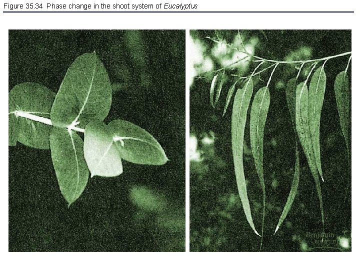 Figure 35. 34 Phase change in the shoot system of Eucalyptus 