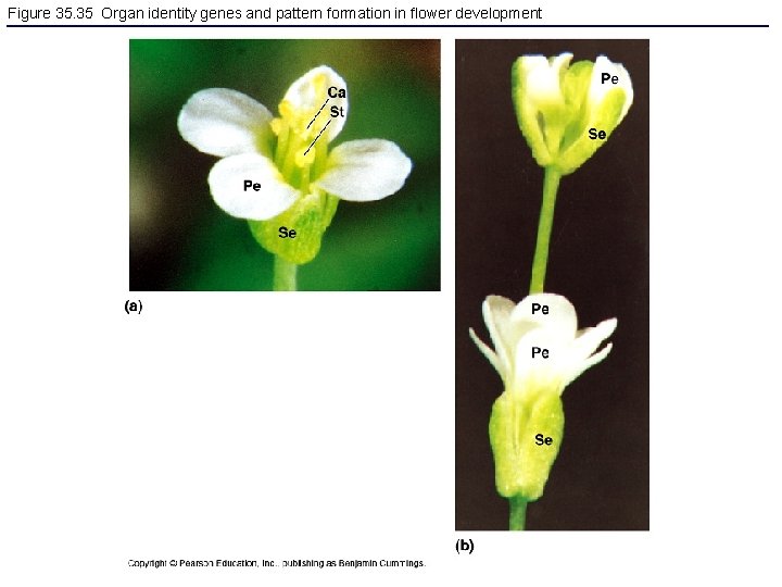 Figure 35. 35 Organ identity genes and pattern formation in flower development 