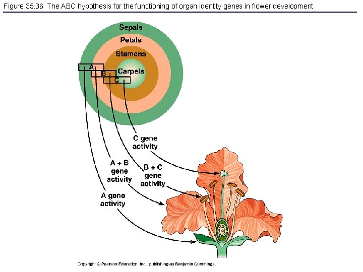 Figure 35. 36 The ABC hypothesis for the functioning of organ identity genes in