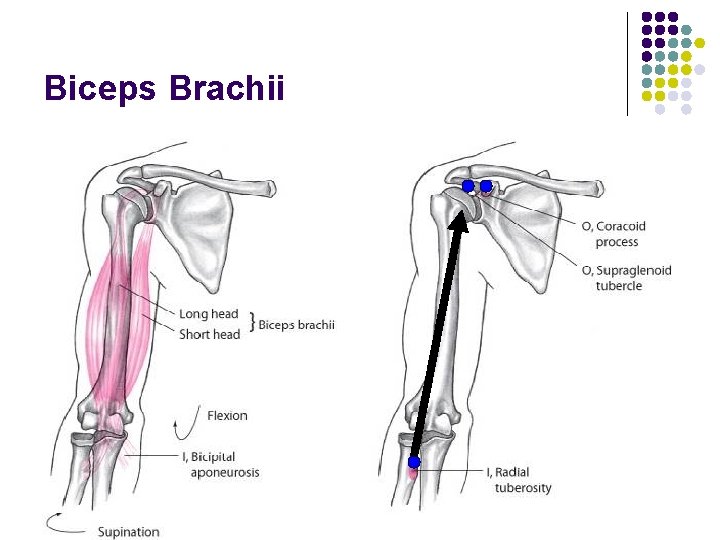 Biceps Brachii 