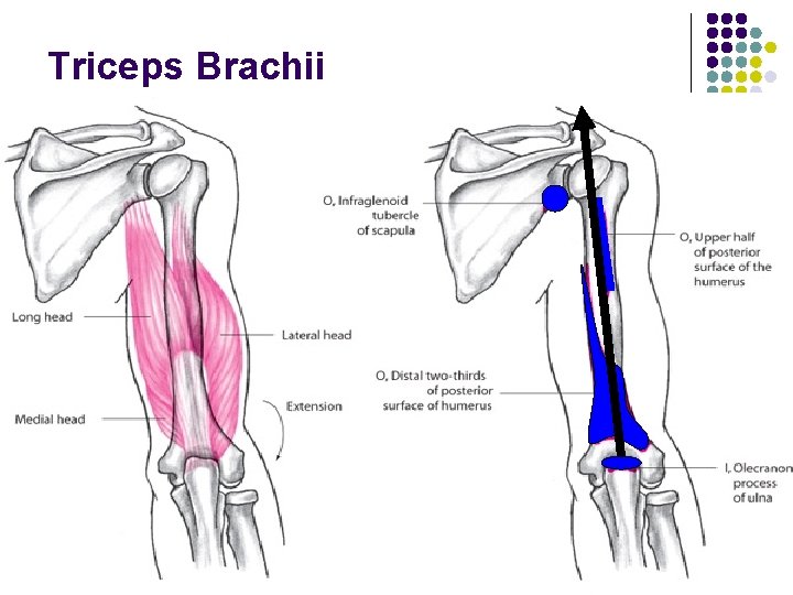 Triceps Brachii 