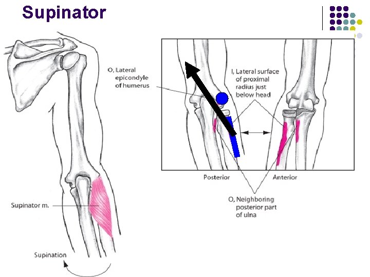 Supinator 
