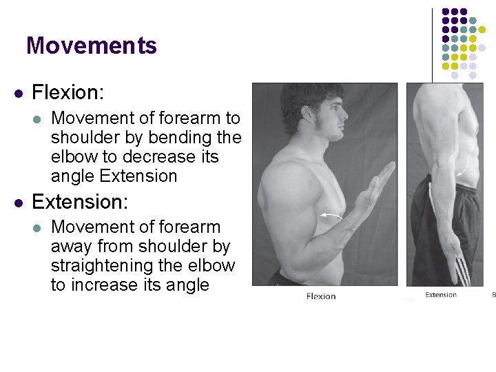 Movements l Flexion: l l Movement of forearm to shoulder by bending the elbow