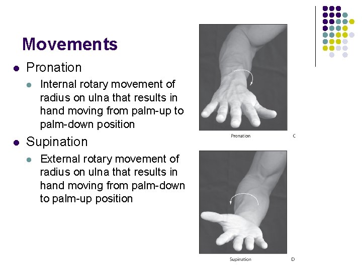 Movements l Pronation l l Internal rotary movement of radius on ulna that results