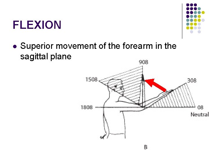 FLEXION l Superior movement of the forearm in the sagittal plane 