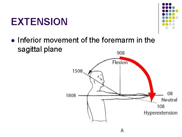 EXTENSION l Inferior movement of the foremarm in the sagittal plane 