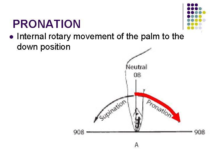 PRONATION l Internal rotary movement of the palm to the down position 