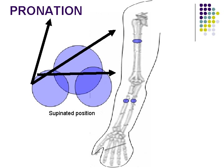 PRONATION Supinated position 