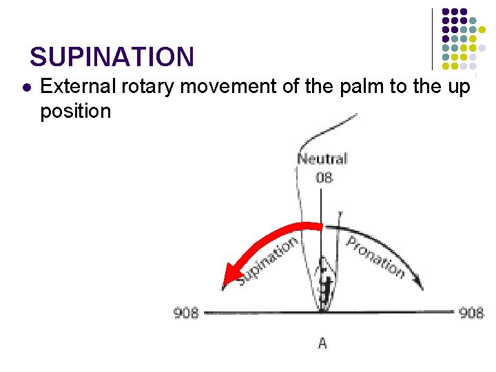 SUPINATION l External rotary movement of the palm to the up position 