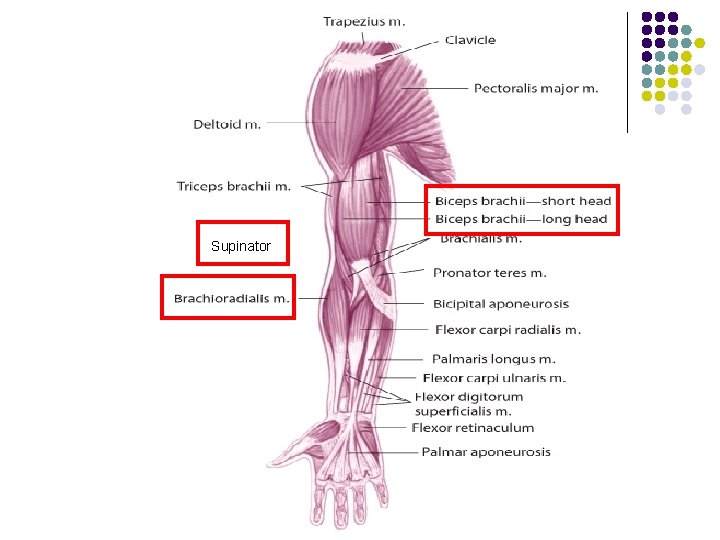 Supinator 