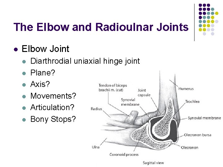 The Elbow and Radioulnar Joints l Elbow Joint l l l Diarthrodial uniaxial hinge