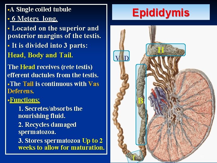 §A Single coiled tubule 6 Meters long. § Located on the superior and posterior §A Single coiled tubule 6 Meters long. § Located on the superior and posterior