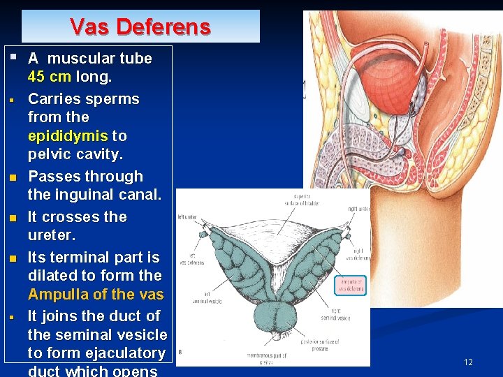Vas Deferens § A muscular tube § n n n § 45 cm long. Vas Deferens § A muscular tube § n n n § 45 cm long.