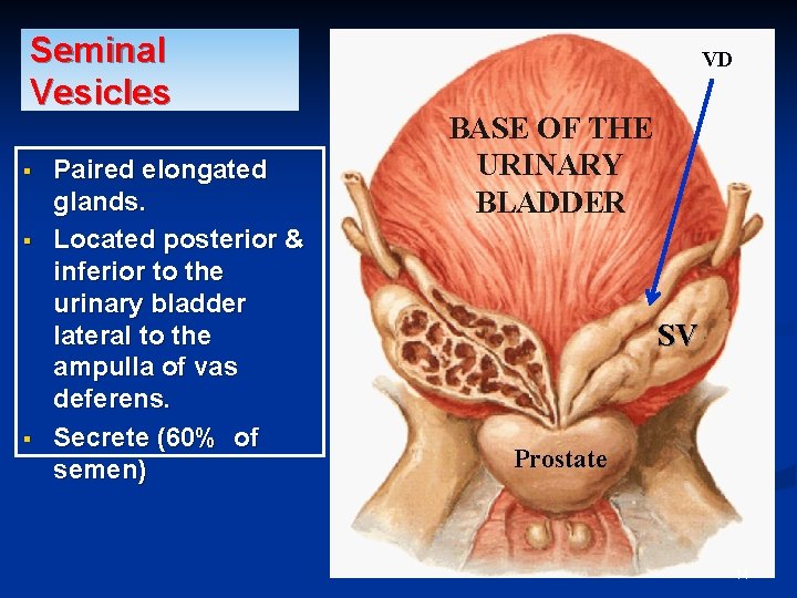 Seminal Vesicles § § § Paired elongated glands. Located posterior & inferior to the