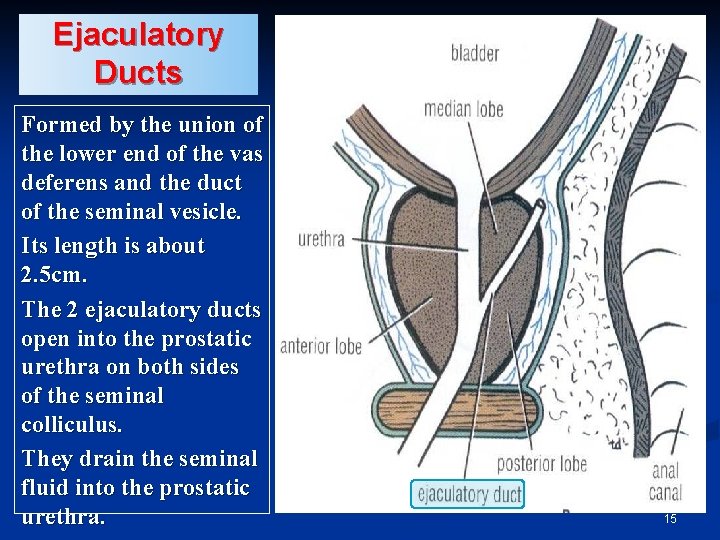 Ejaculatory Ducts Formed by the union of the lower end of the vas deferens