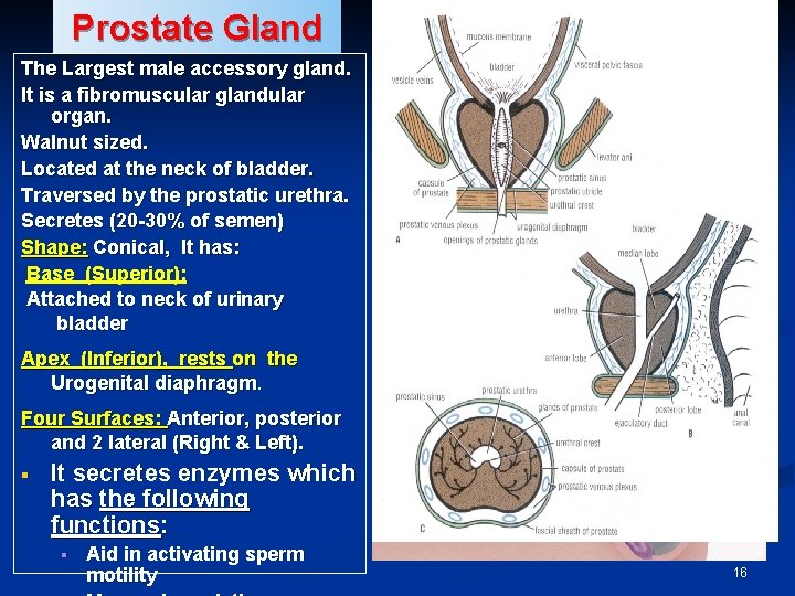 Prostate Gland The Largest male accessory gland. It is a fibromuscular glandular organ. Walnut