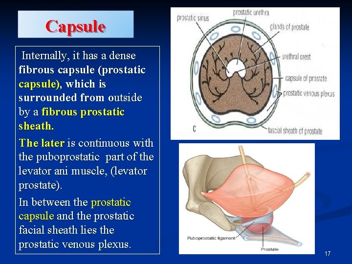 Capsule Internally, it has a dense fibrous capsule (prostatic capsule), which is surrounded from
