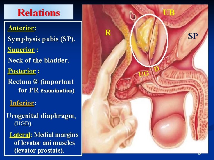 Relations Anterior: Symphysis pubis (SP). Superior : Neck of the bladder. Posterior : Rectum