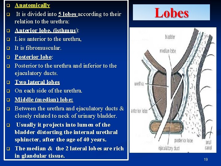 q q q q Anatomically It is divided into 5 lobes according to their