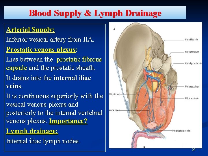 Blood Supply & Lymph Drainage Arterial Supply: Inferior vesical artery from IIA. Prostatic venous