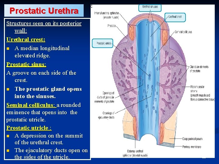 Prostatic Urethra Structures seen on its posterior wall: Urethral crest: n A median longitudinal