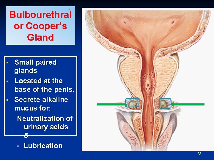 Bulbourethral or Cooper’s Gland § § § Small paired glands Located at the base
