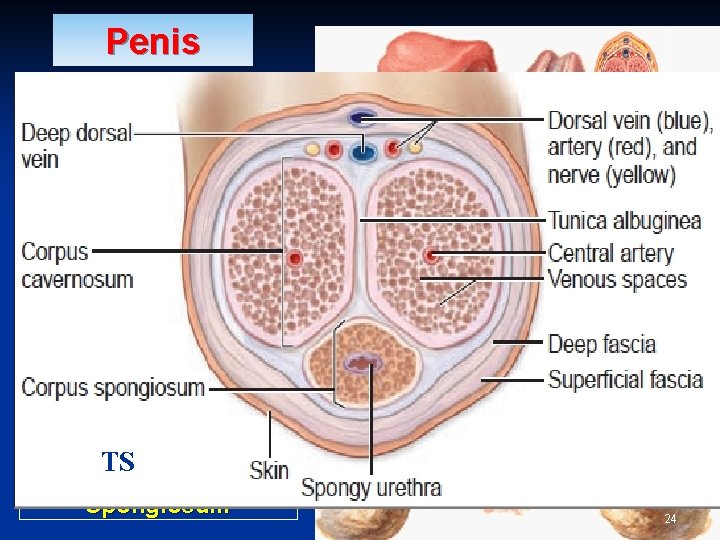 Penis § § § A Copulatory & Excretory organ. Excretory: Penile urethra transmits urine