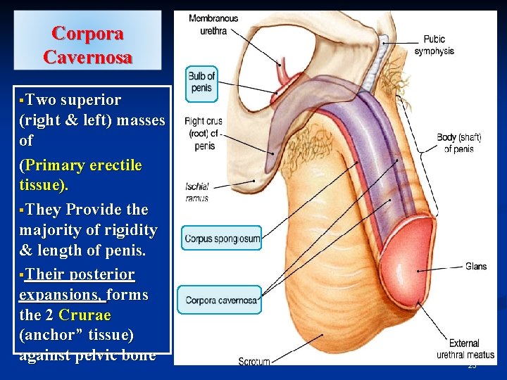 Corpora Cavernosa §Two superior (right & left) masses of (Primary erectile tissue). §They Provide