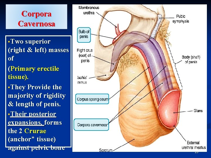 Corpora Cavernosa §Two superior (right & left) masses of (Primary erectile tissue). §They Provide Corpora Cavernosa §Two superior (right & left) masses of (Primary erectile tissue). §They Provide