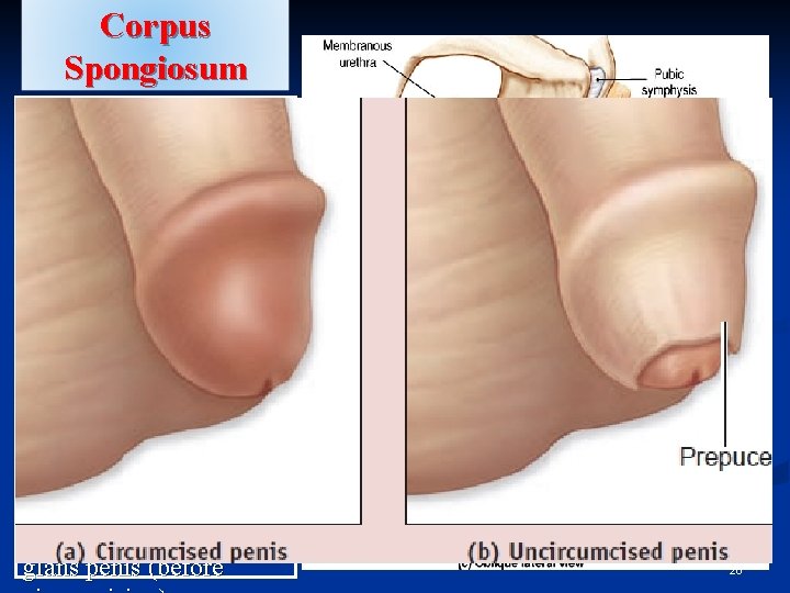 Corpus Spongiosum §The single inferior mass (Secondary erectile tissue) §It is traversed by the