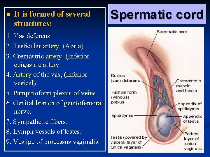 n It is formed of several structures: Spermatic cord 1. Vas deferens. 2. Testicular