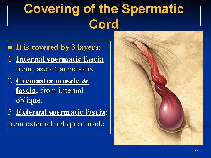 Covering of the Spermatic Cord It is covered by 3 layers: 1. Internal spermatic