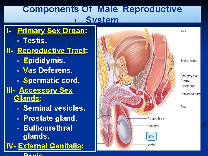 Components Of Male Reproductive System I- Primary Sex Organ: § Testis. II- Reproductive Tract: