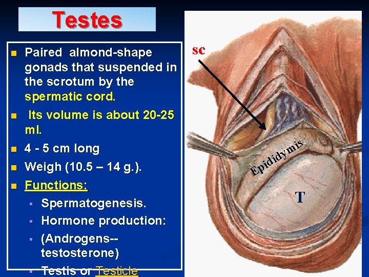 Testes n n n Paired almond-shape gonads that suspended in the scrotum by the