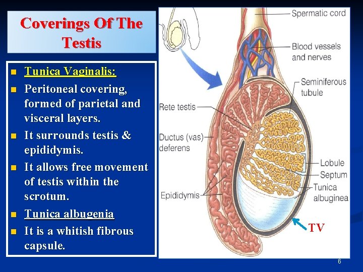 Coverings Of The Testis n n n Tunica Vaginalis: Peritoneal covering, formed of parietal