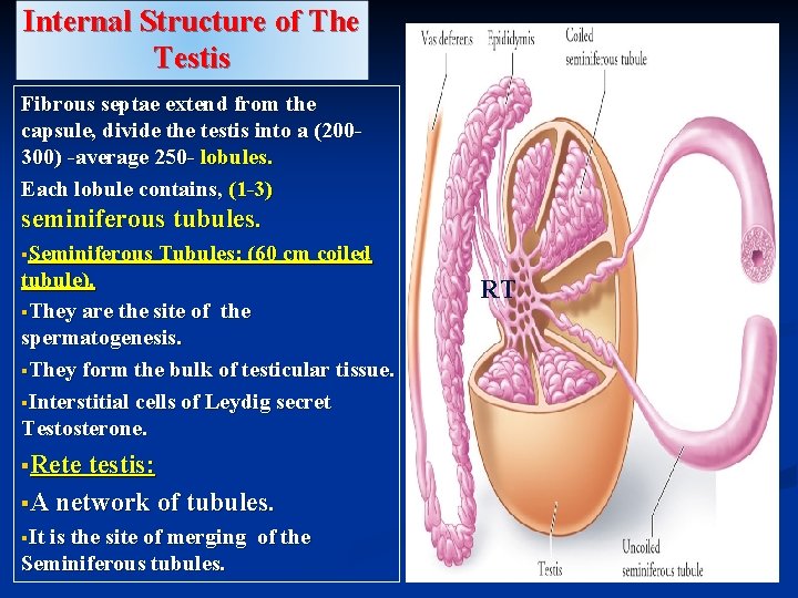 Internal Structure of The Testis Fibrous septae extend from the capsule, divide the testis