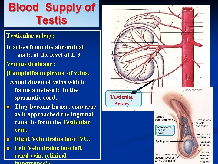 Blood Supply of Testis Testicular artery: It arises from the abdominal aorta at the